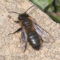 Andrena scotica (Chocolate Mining Bee).jpg